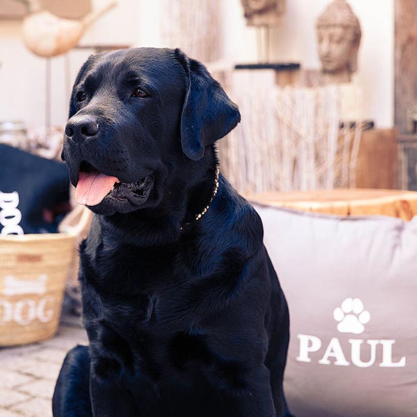 Paul's Home Hund Paul